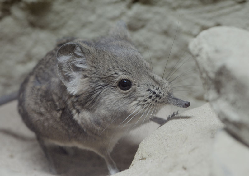 Short-eared elephant shrew