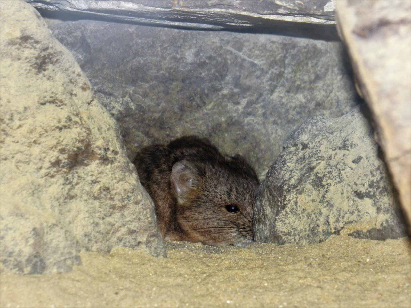 Short-Eared Elephant Shrew