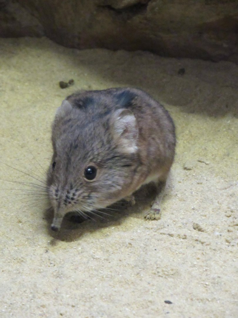 Short-eared elephant shrew