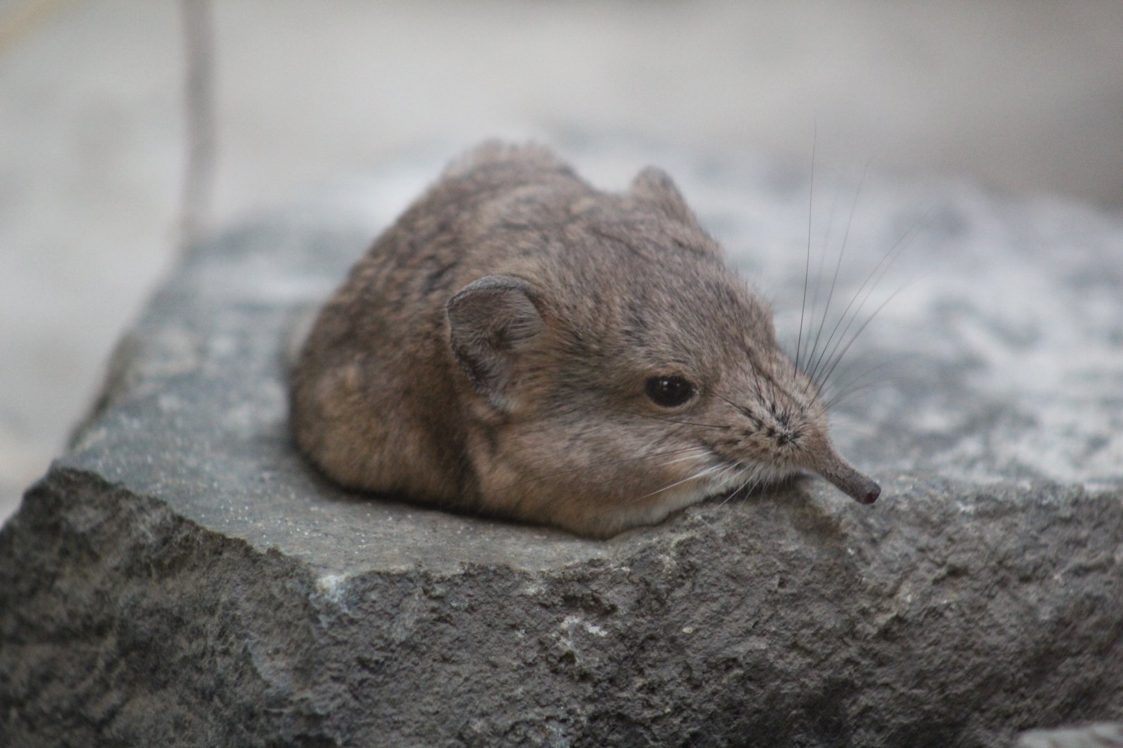 Short-Eared Elephant-Shrew