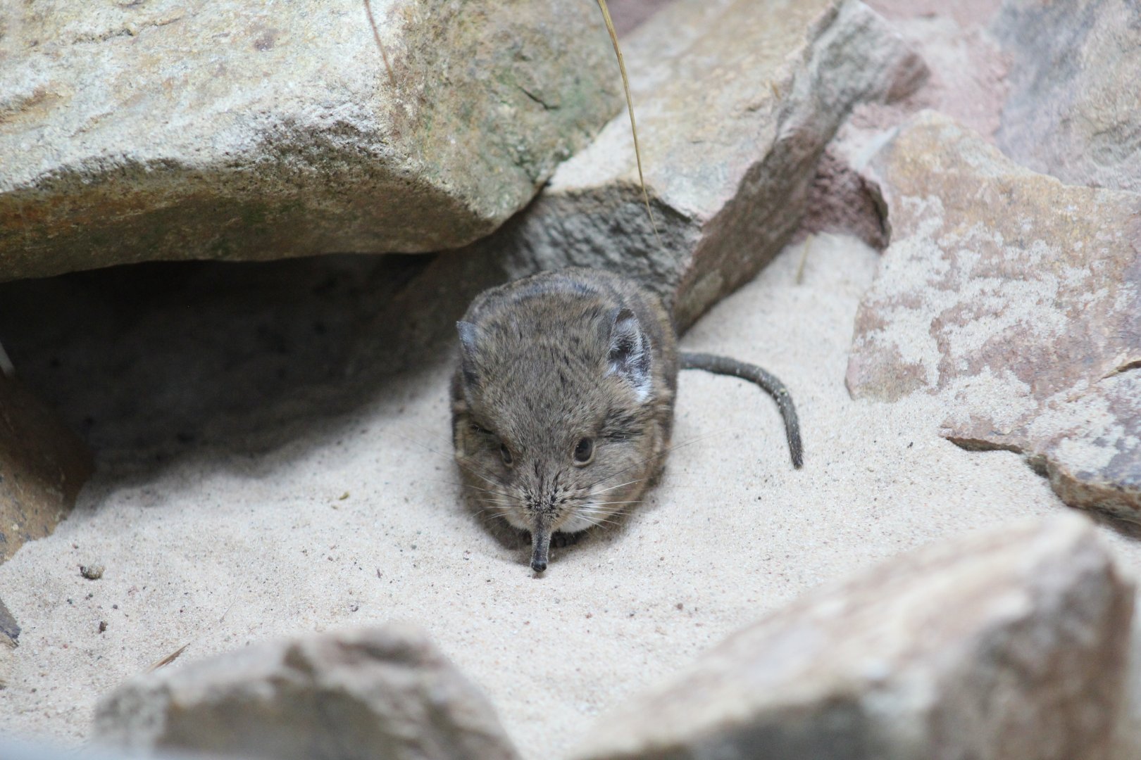 Short-Eared Elephant-Shrew