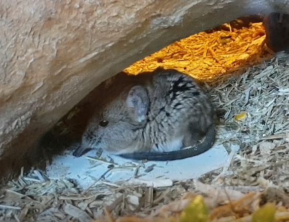 Short-eared elephant-shrew