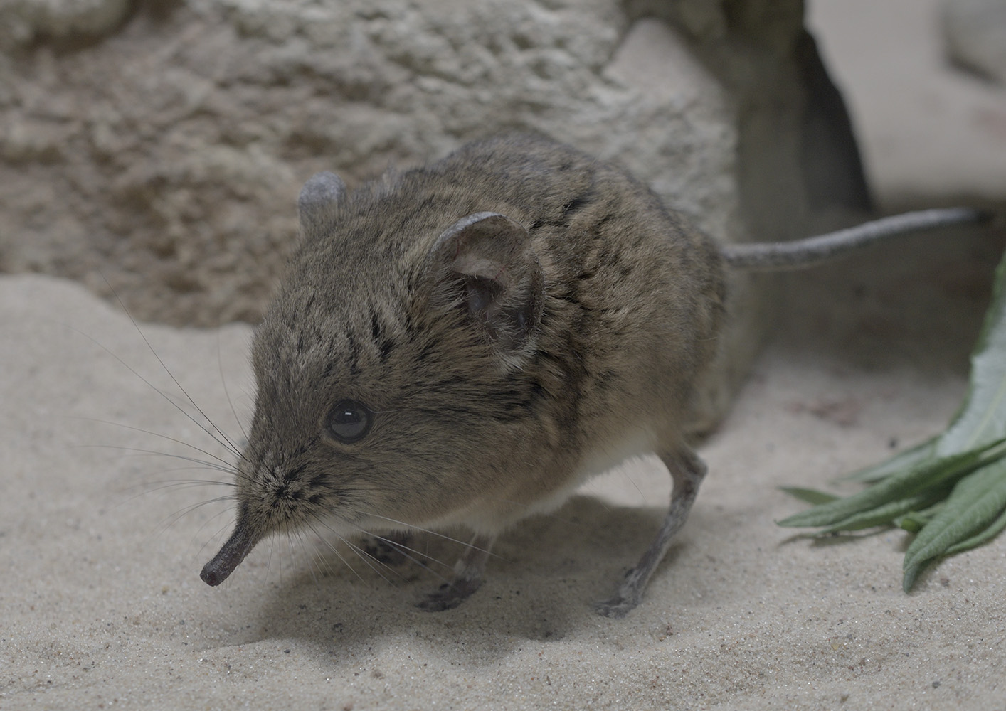 Short-eared elephant shrew
