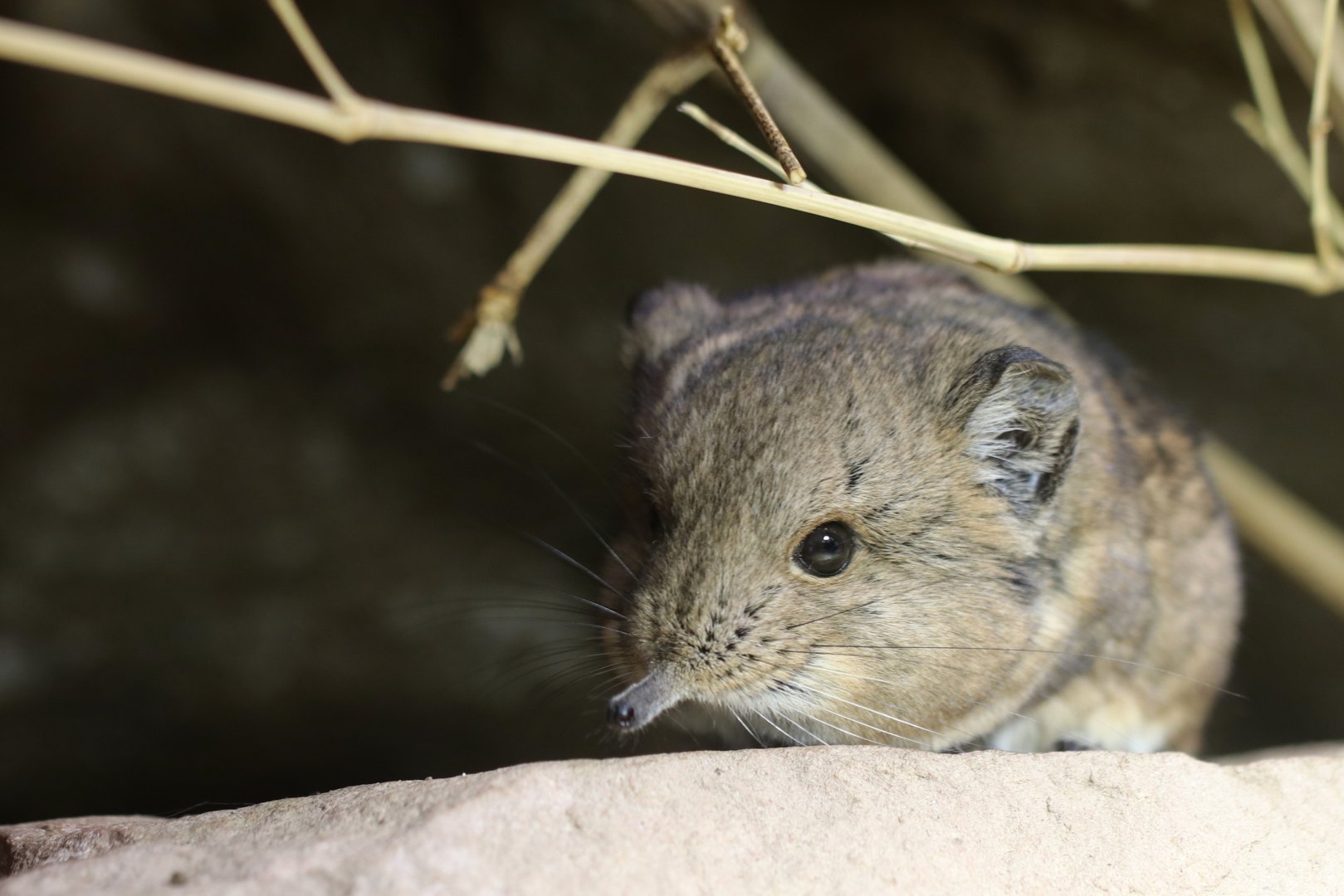 Short-eared Elephant Shrew