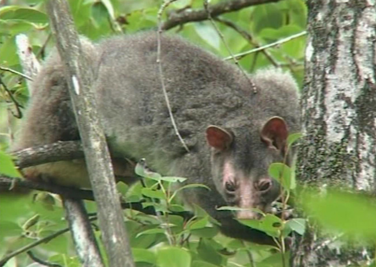 Short-eared mountain possum