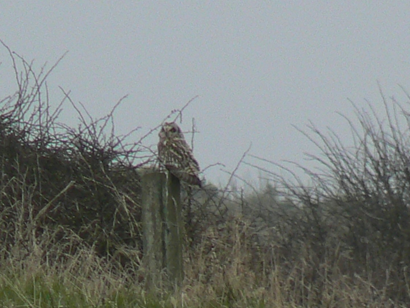Short-eared Owl - 11 March 2017, RSPB Bempton Cliffs
