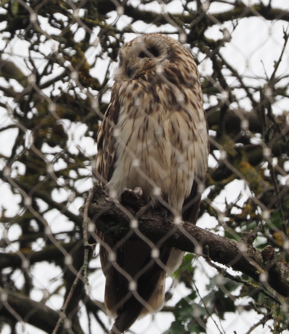 Short-eared Owl (Asio flammeus flammeus), 2020-07-14