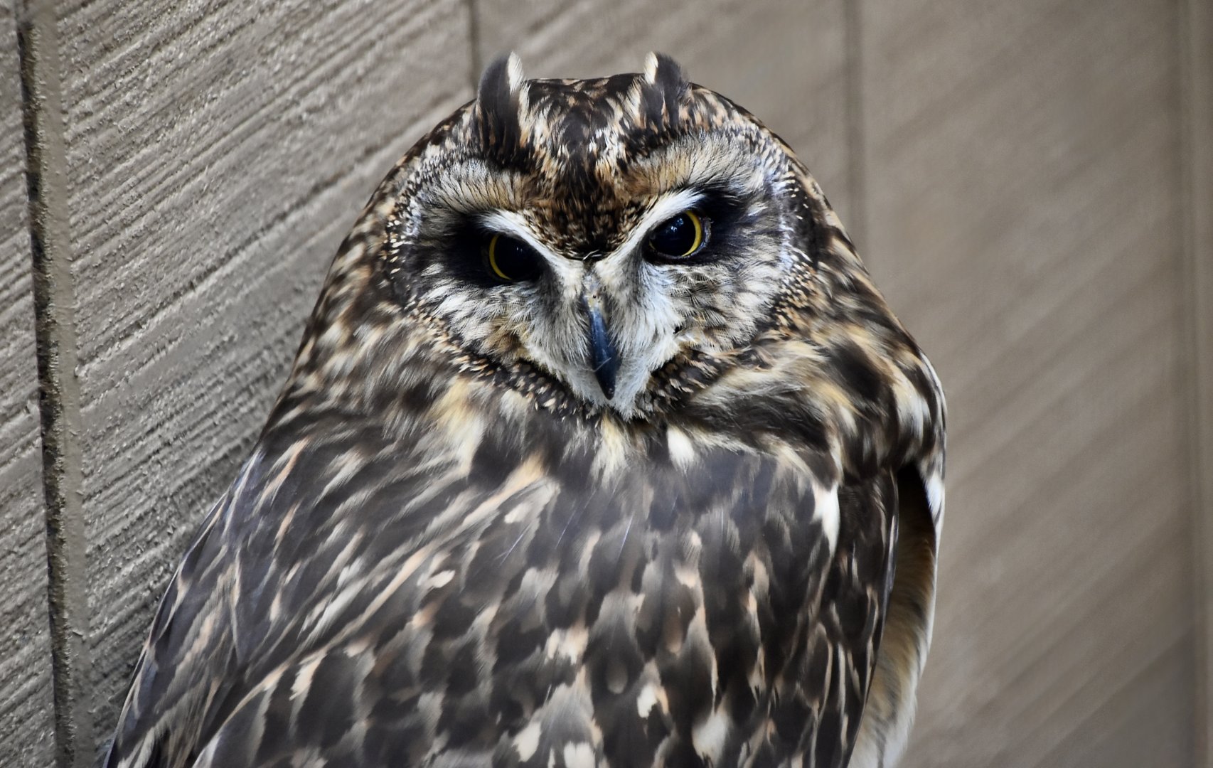 Short-Eared Owl (Asio flammeus flammeus) - "Rose"