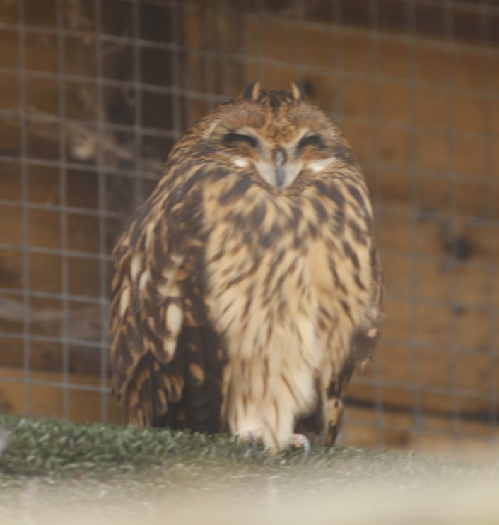 Short-eared Owl (Asio flammeus)