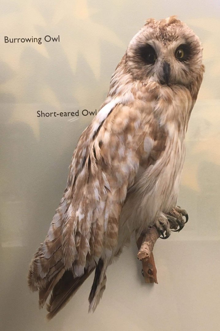 Short eared owl (Asio flammeus)