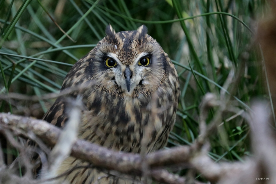 Short-eared owl (Asio flammeus)