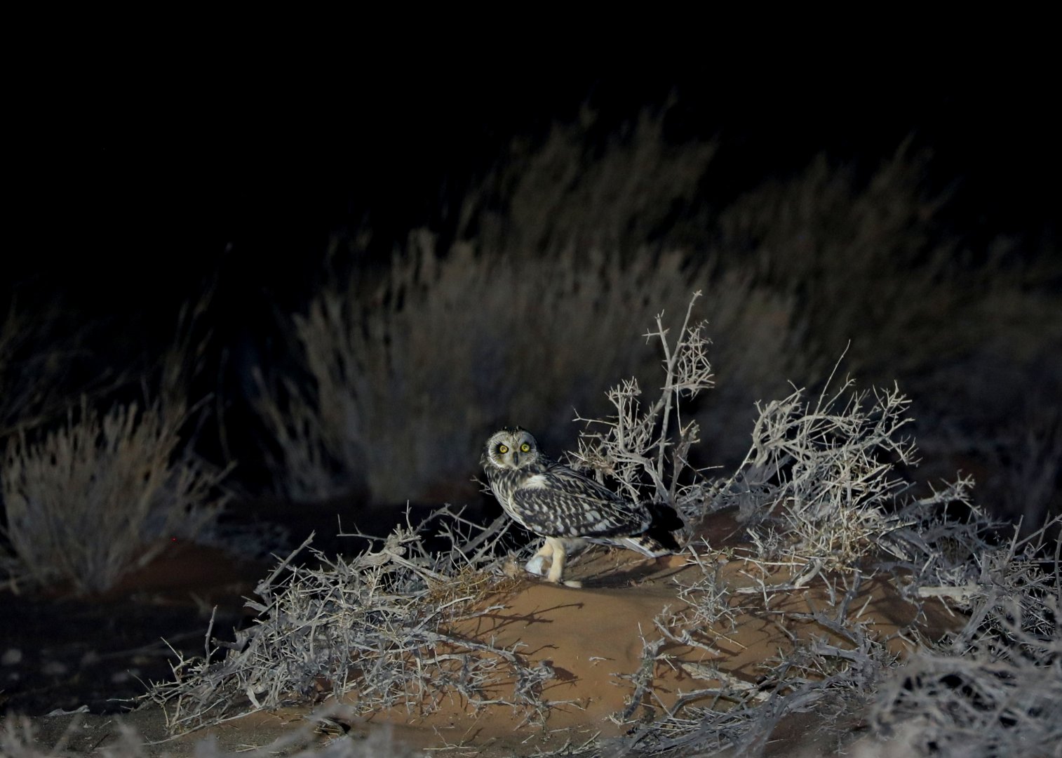 short-eared owl (Asio flammeus)