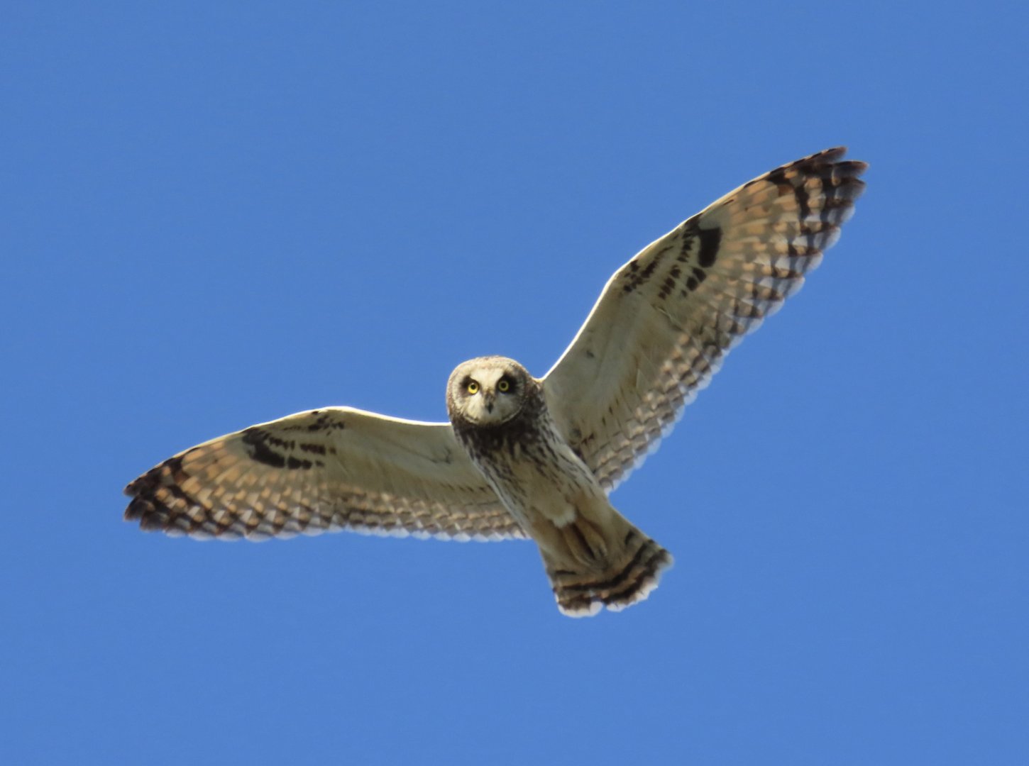 Short-eared Owl (Asio flammeus)