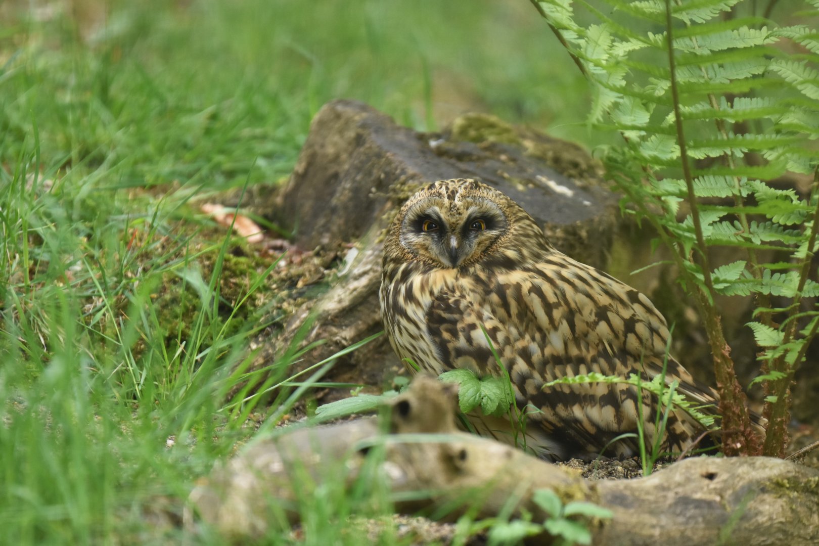 Short-eared owl Asio flammeus