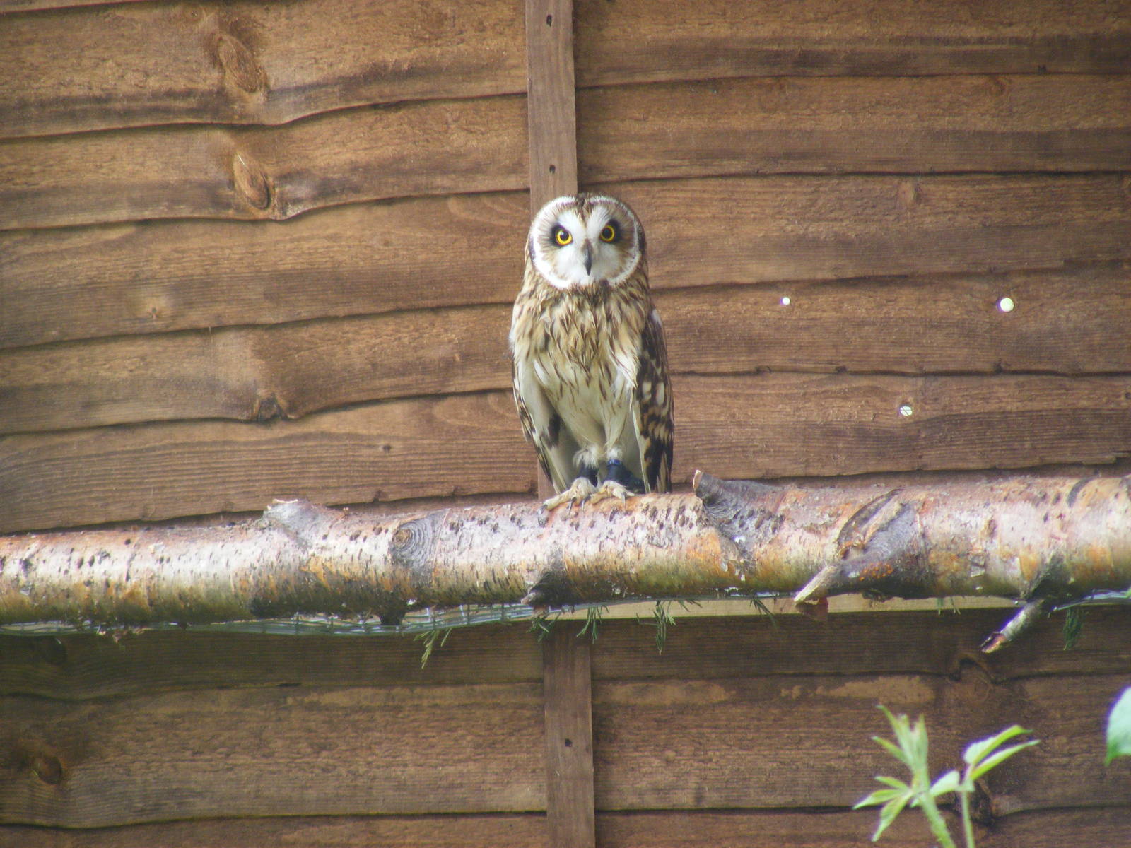 Short-eared owl at British Wildlife Centre, 29 May 2010