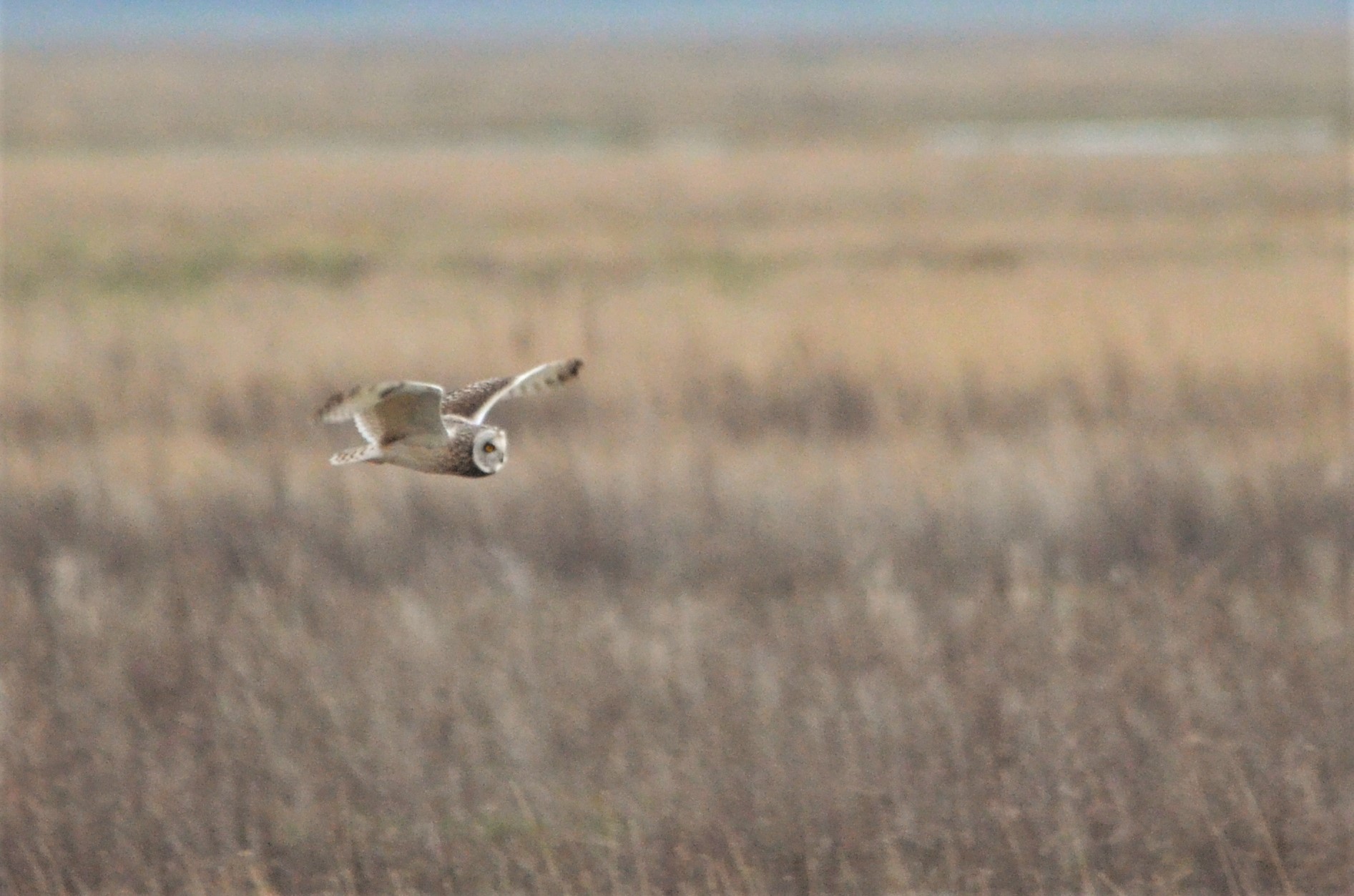 Short-eared Owl at Neston (Wirral), 04/02/18