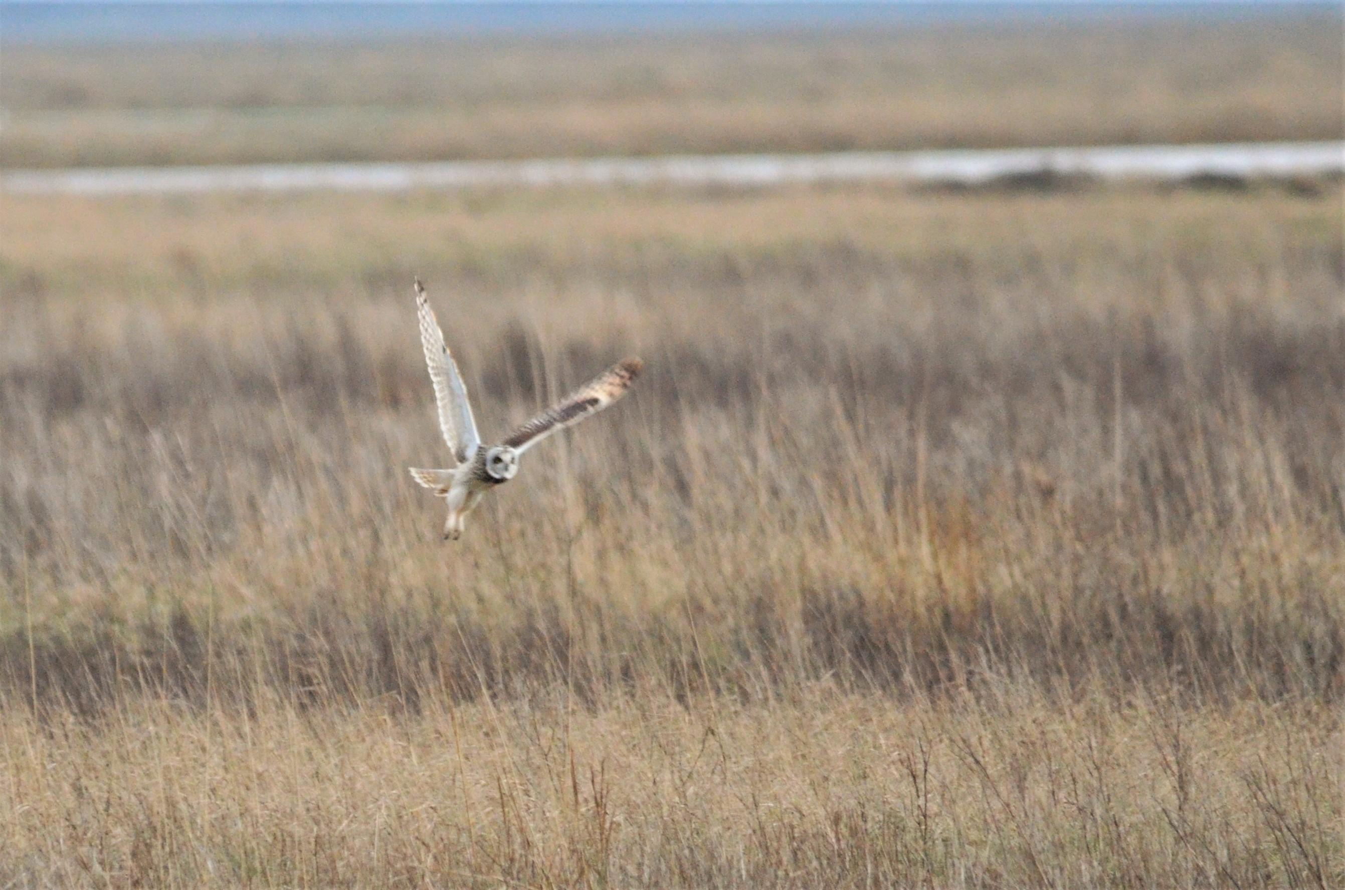 Short-eared Owl at Neston (Wirral), 04/02/18