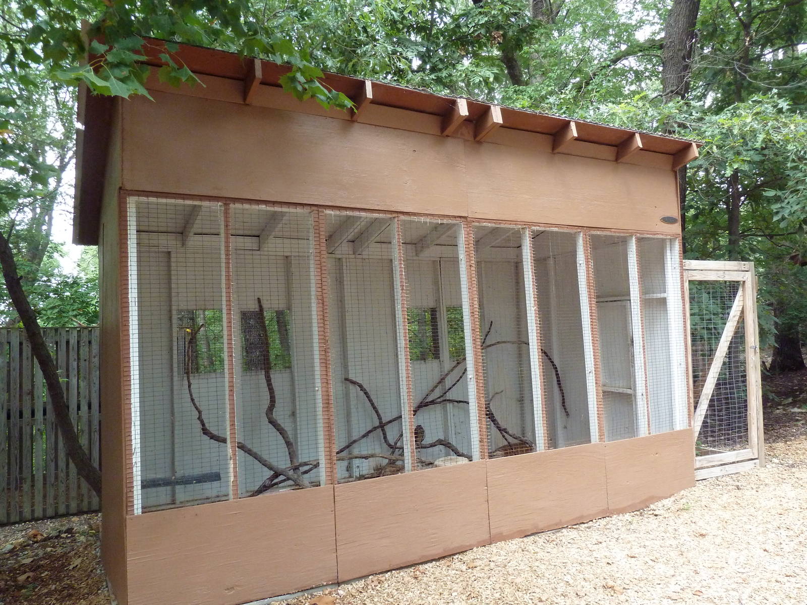 Short-Eared Owl Aviary