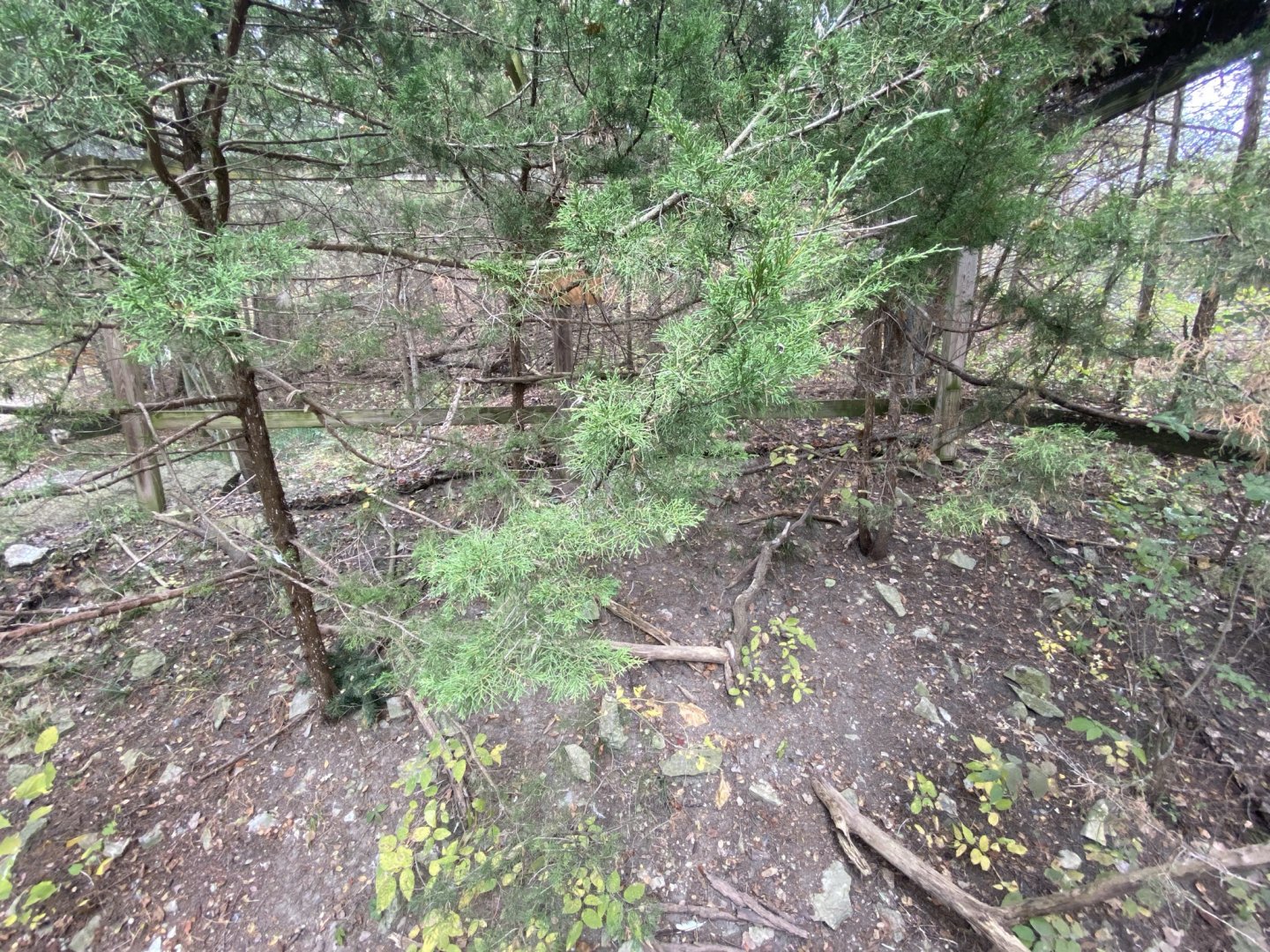 Short-Eared Owl Aviary
