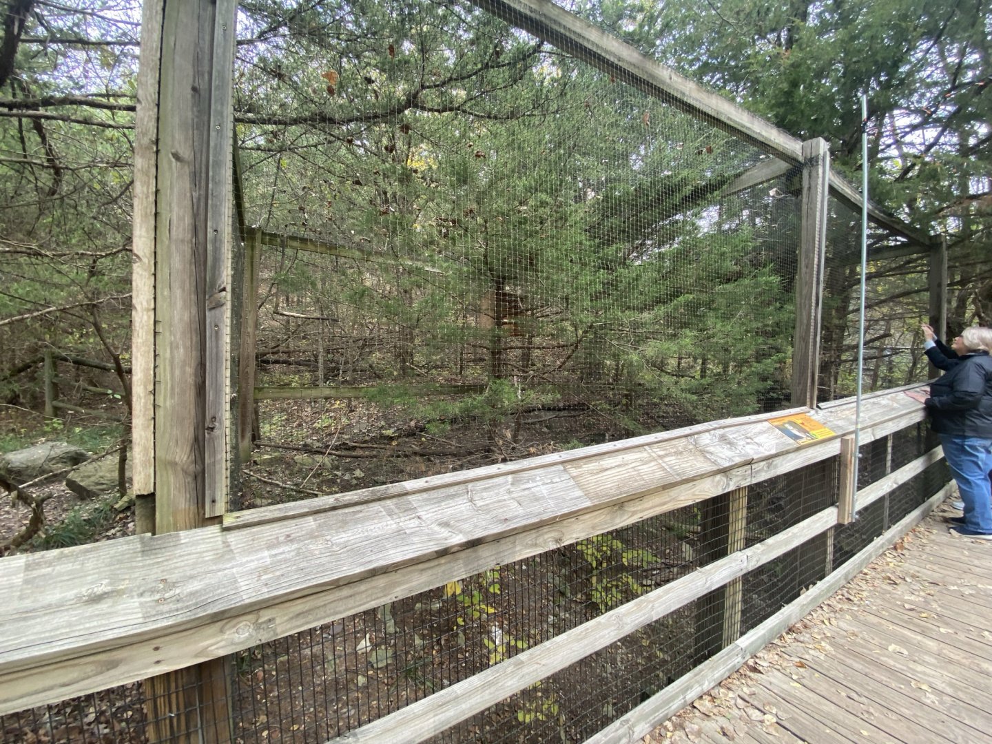 Short-Eared Owl Aviary