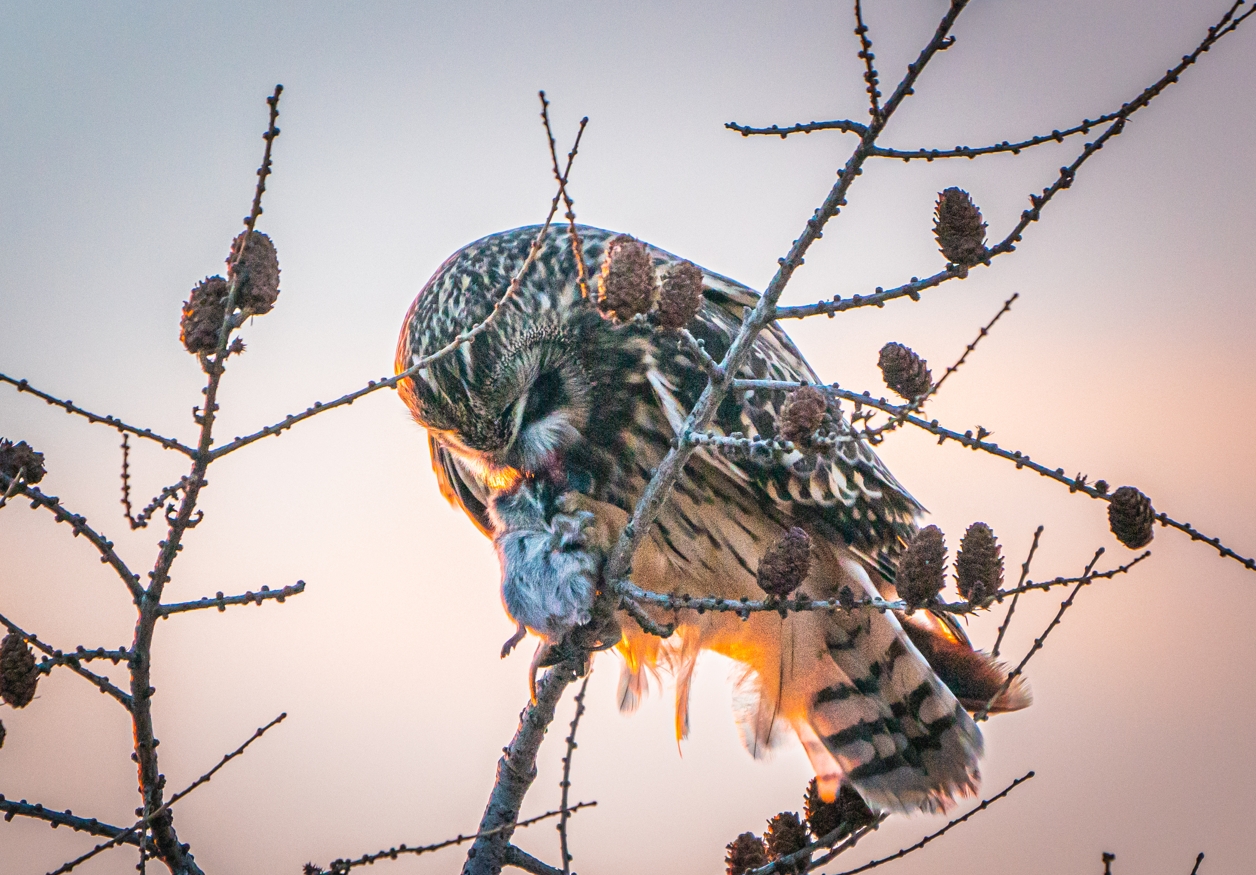 Short-eared Owl eating the prey