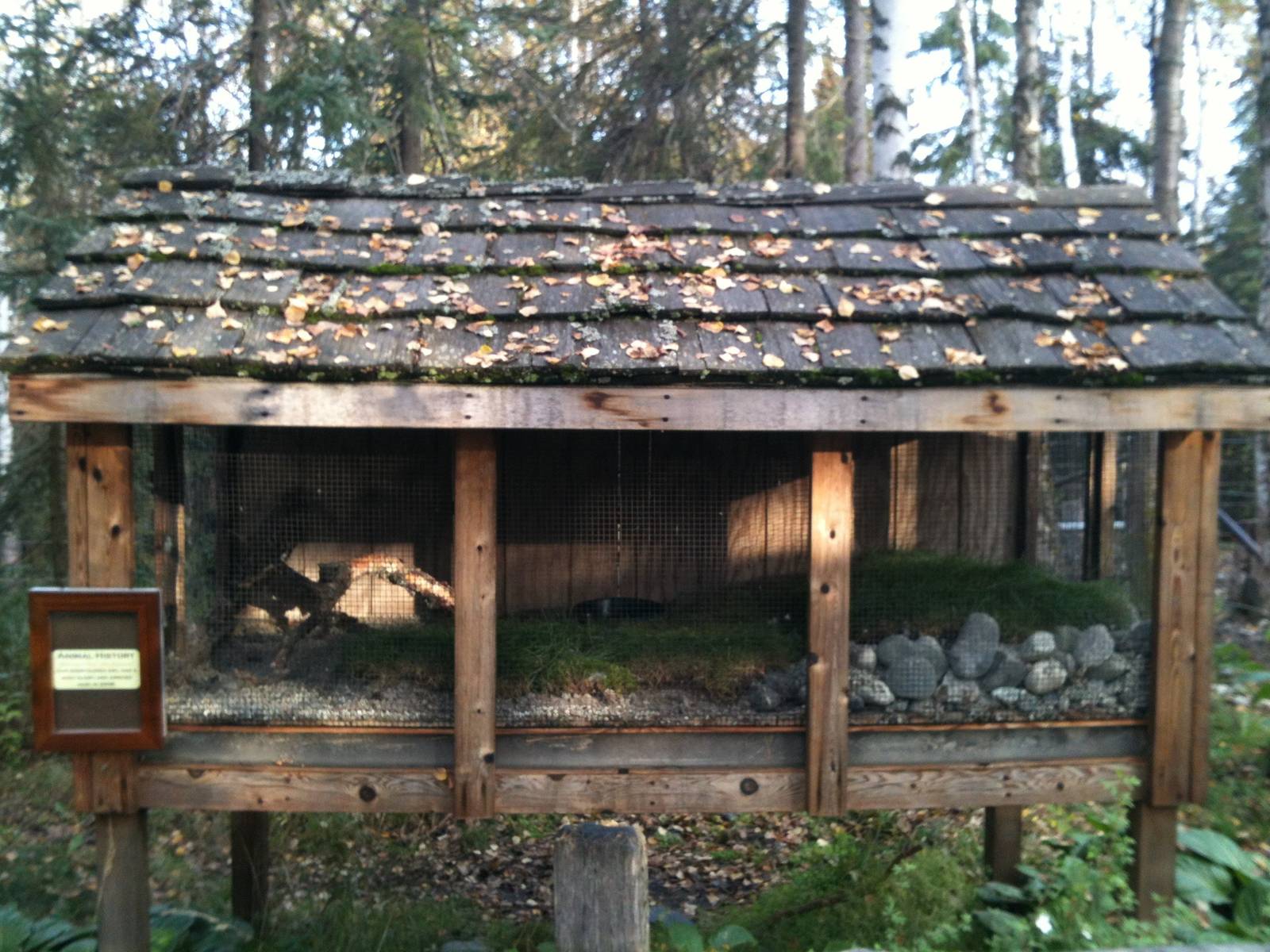 Short-eared Owl Exhibit