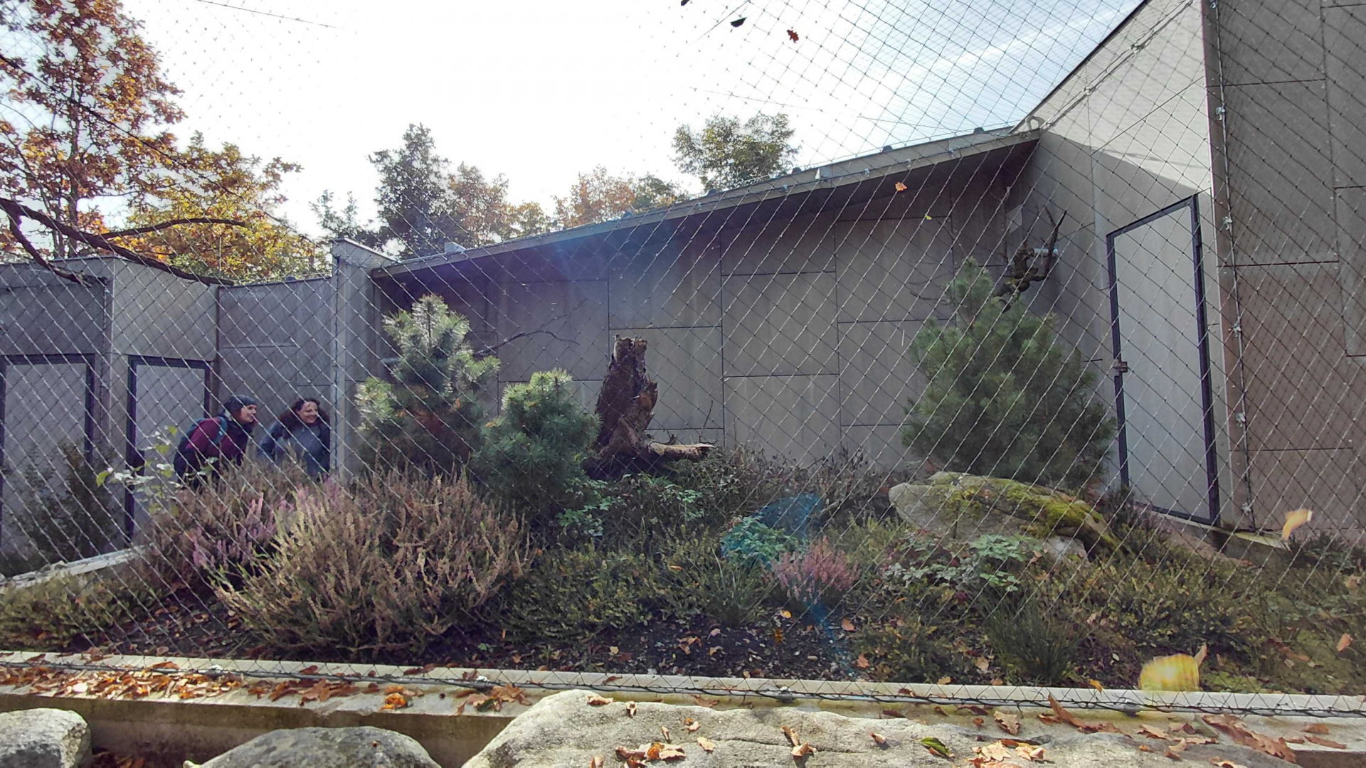 Short-eared owl exhibit
