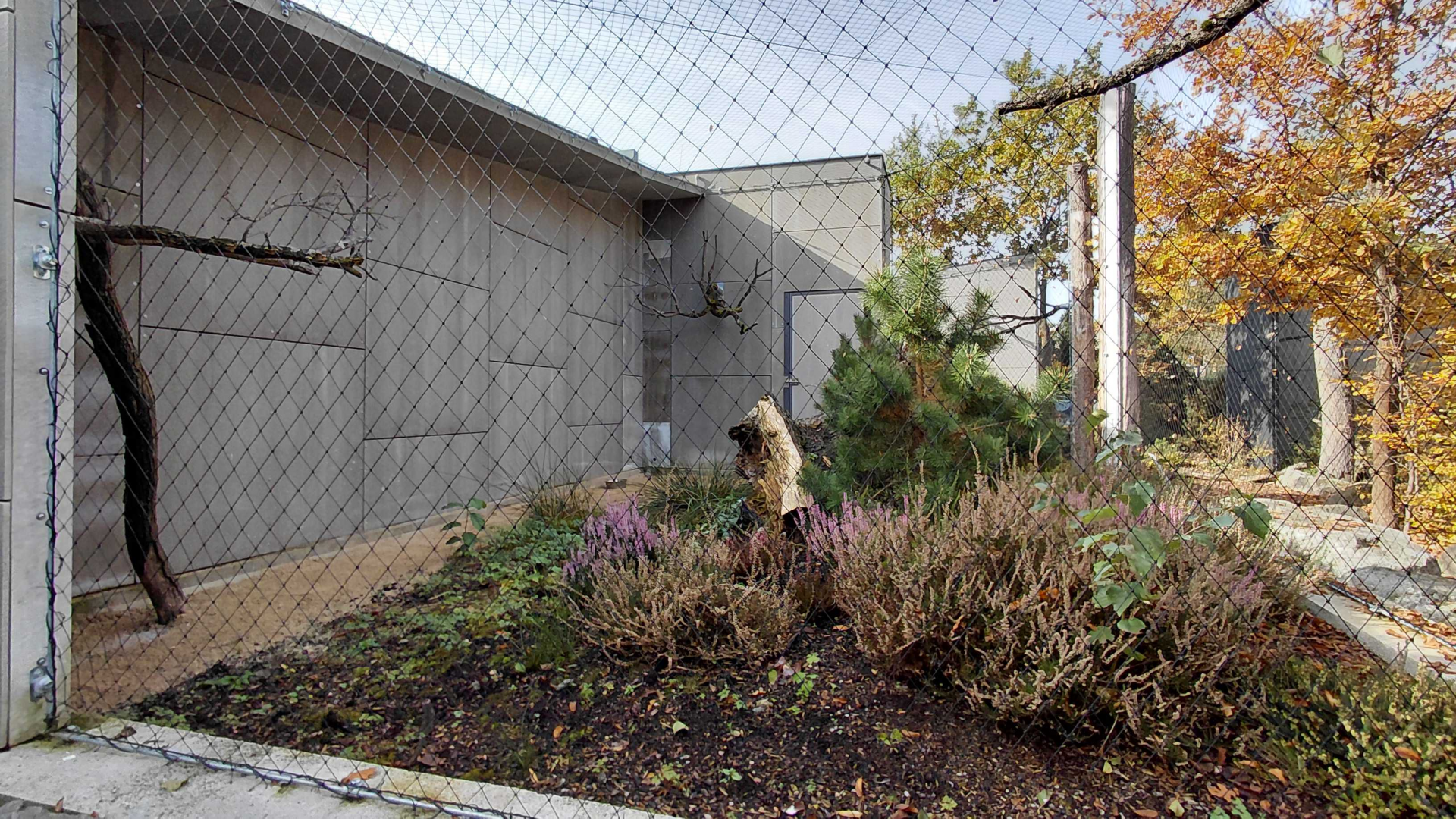 Short-eared owl exhibit