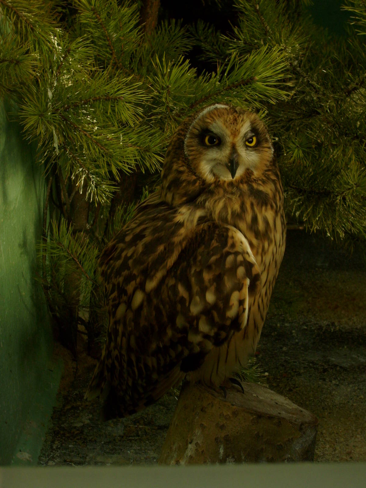 Short-eared owl indoors