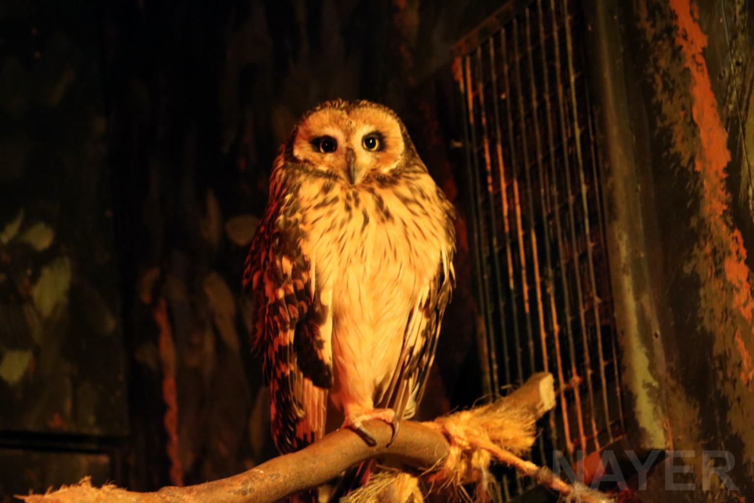Short-eared owl, May 2016