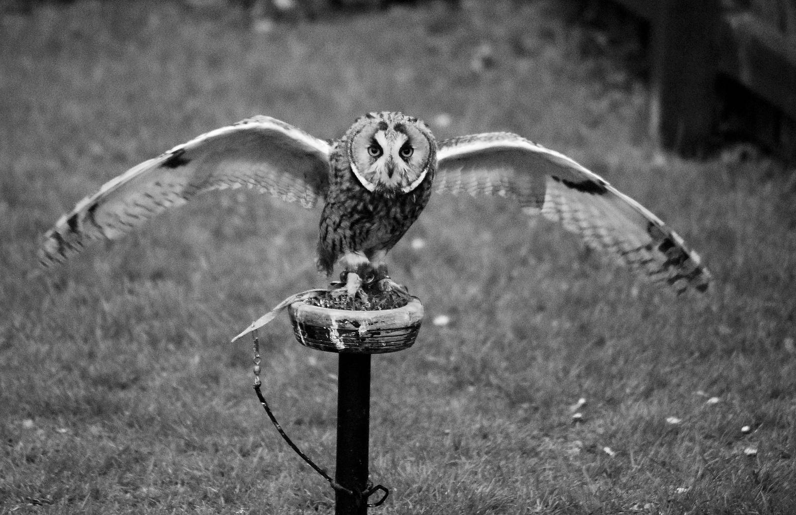 SHORT EARED OWL MORE IN THUMBNAILS