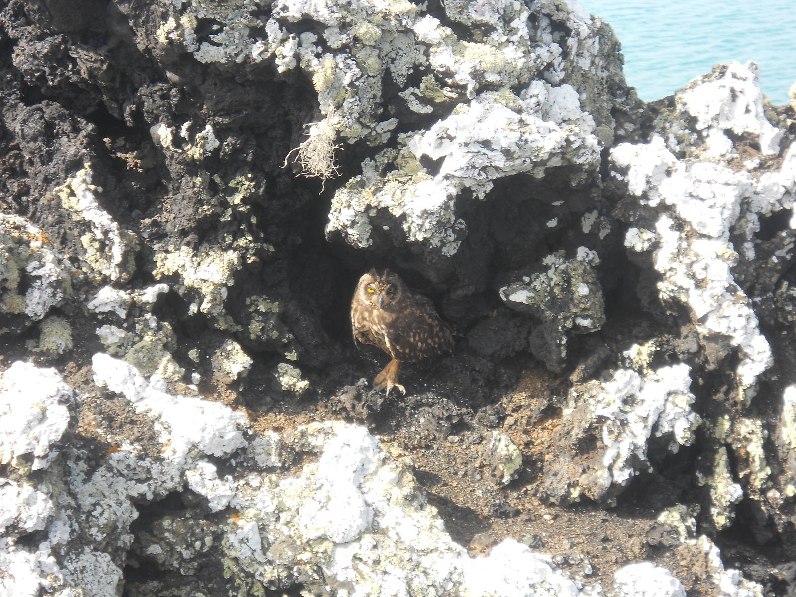 Short eared owl on Isabela Island