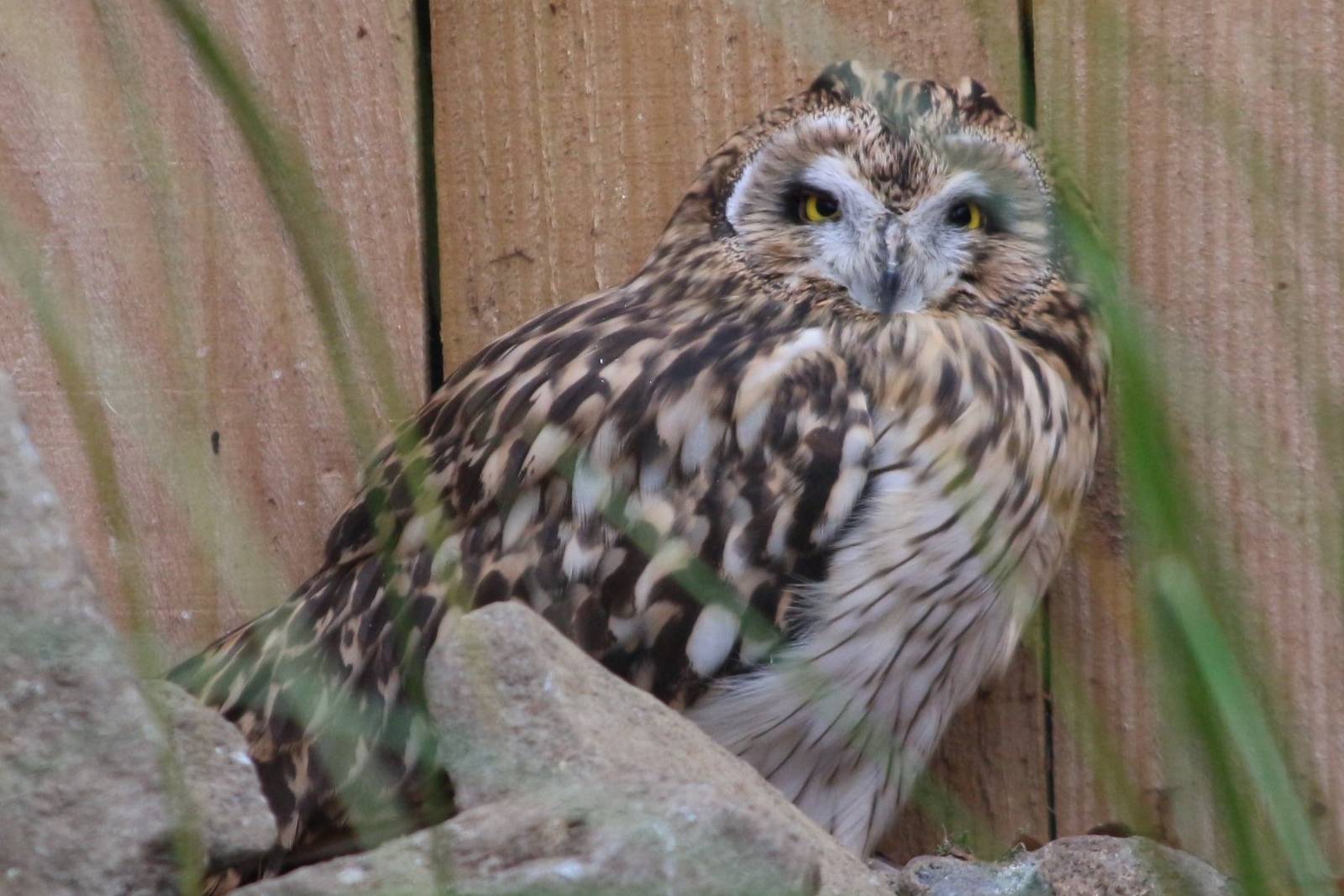 Short-eared Owl @ Scottish Owl Centre; 14.10.2016