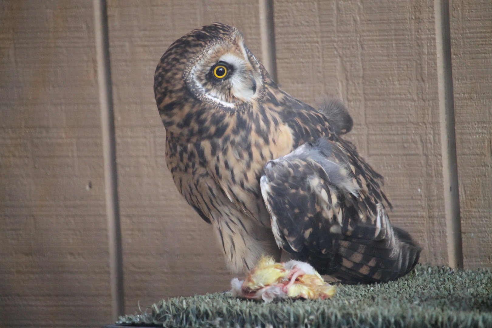 Short-eared Owl with prey