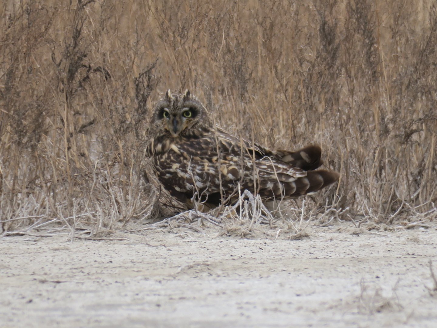 short-eared owl