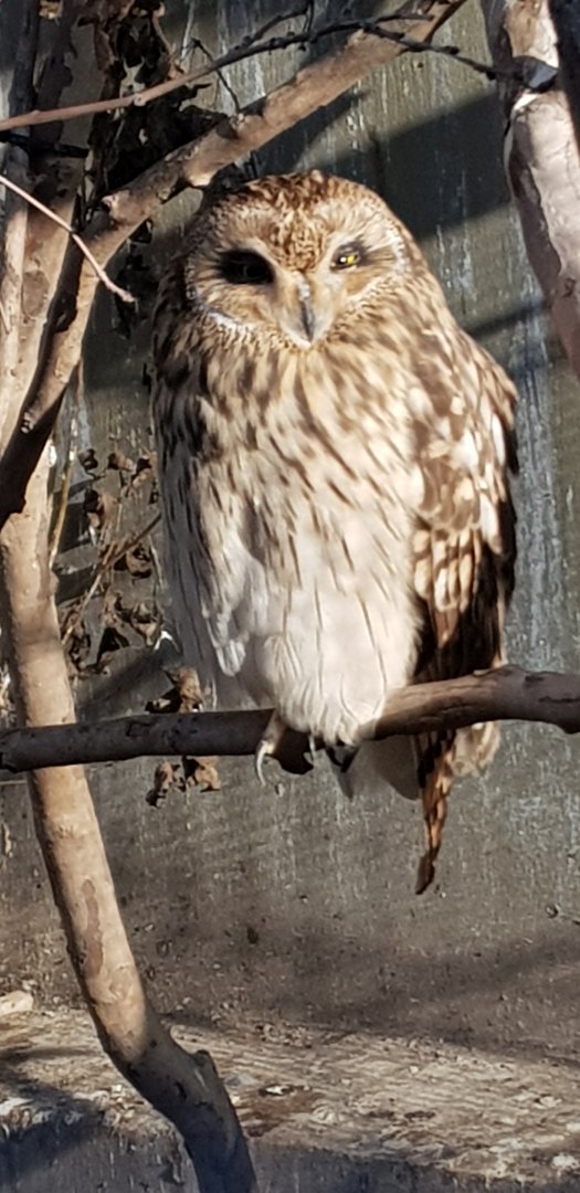 Short eared owl