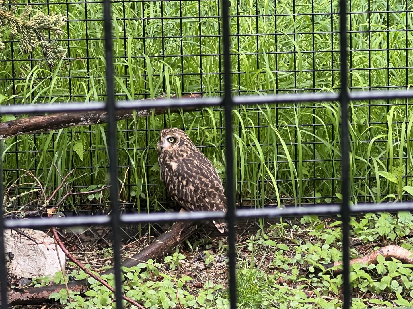 Short-eared Owl