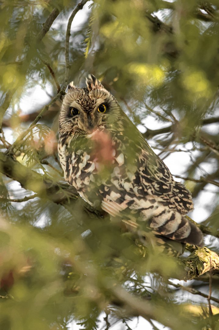 Short-eared owl