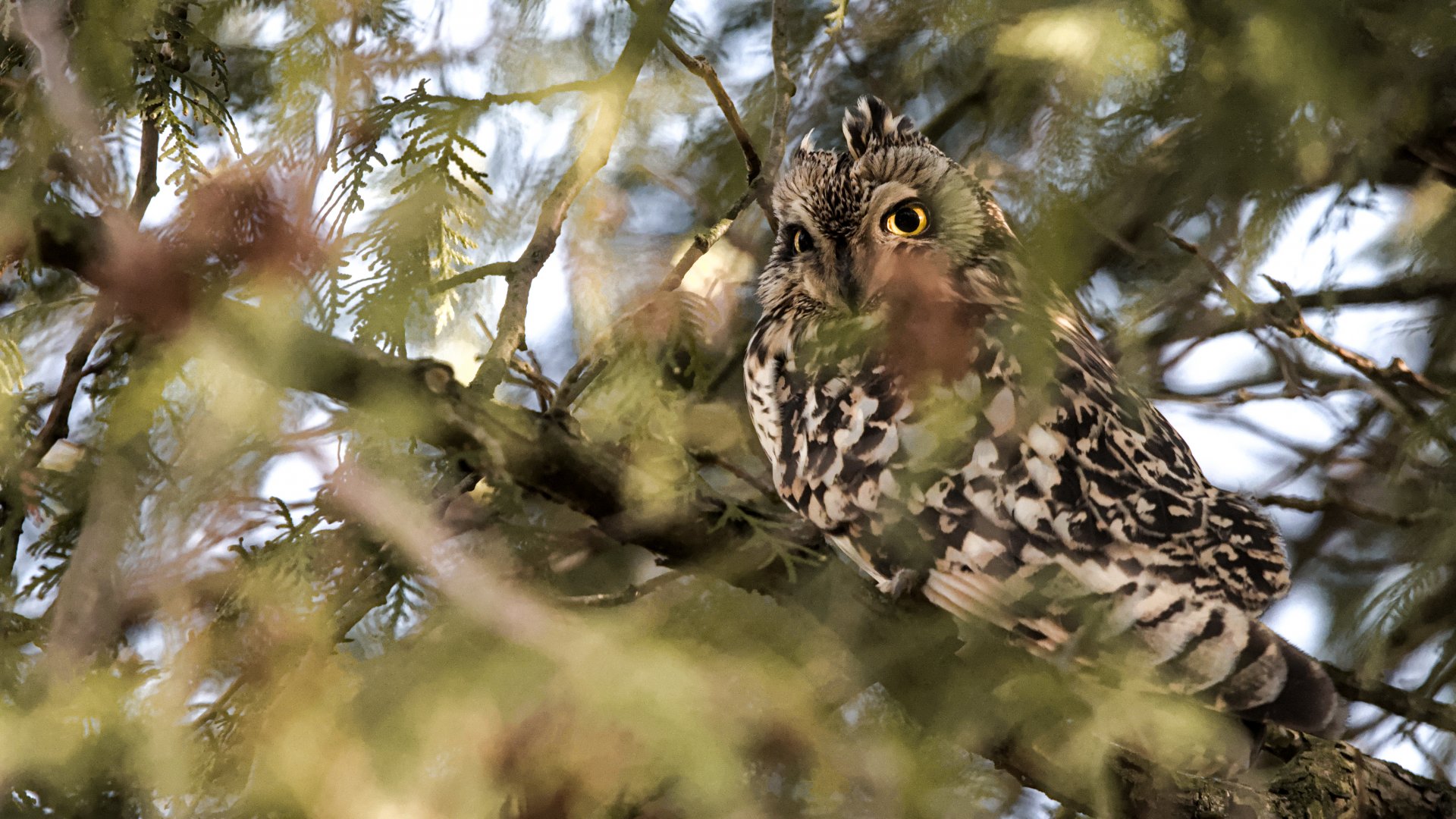 Short-eared owl