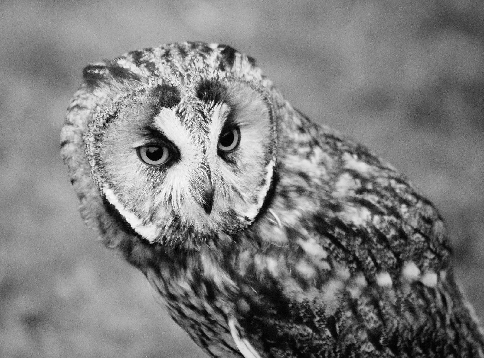 SHORT EARED OWL