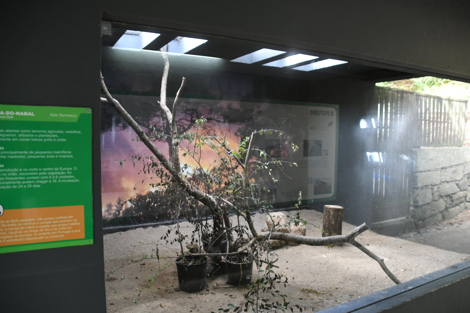 Short-eared Owls exhibit