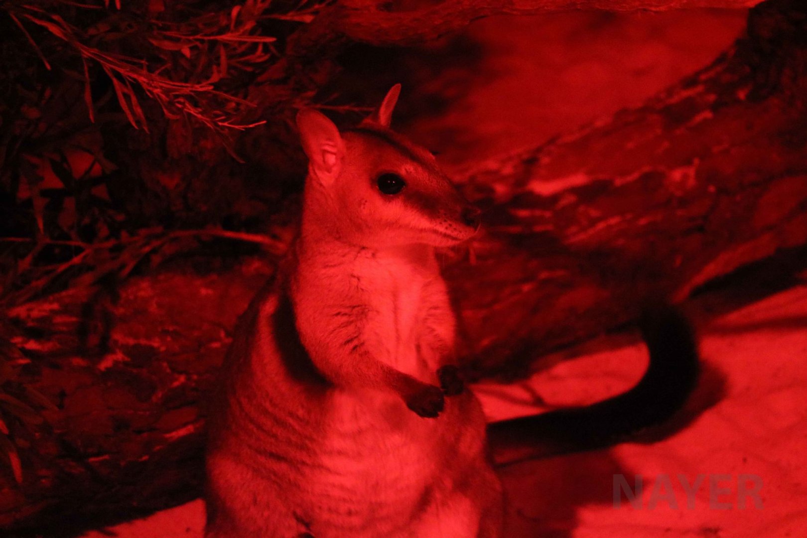 Short-eared rock wallaby, June 2016