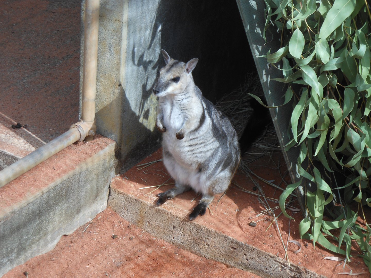Short-eared Rock-wallaby (Petrogale brachyotis)