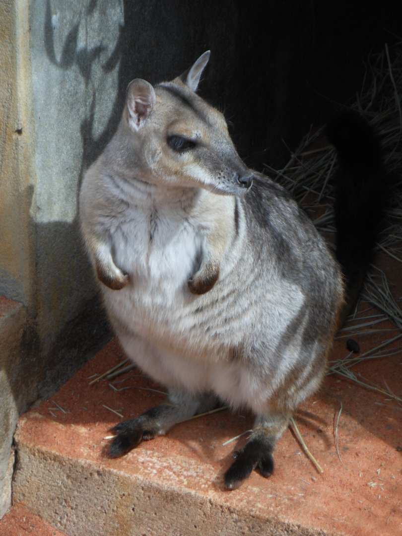 Short-eared Rock-wallaby (Petrogale brachyotis)