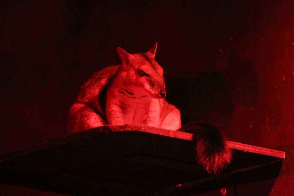 Short-eared Rock-wallaby