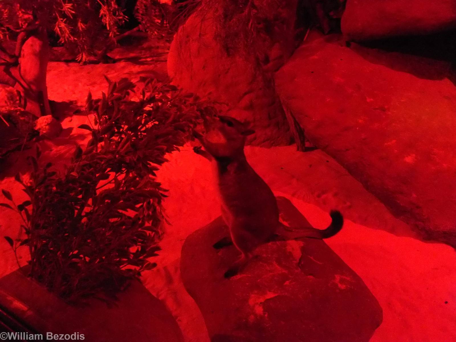 Short-eared Rock-wallaby