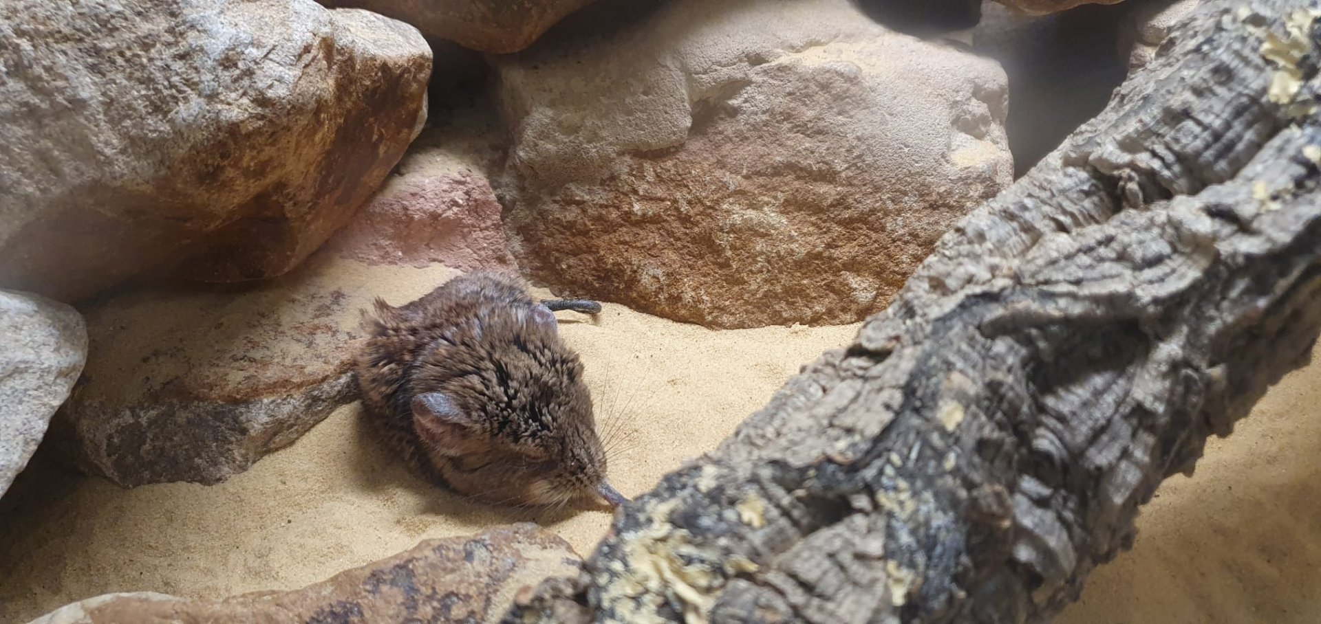 Short Eared Sengi 8/7/23
