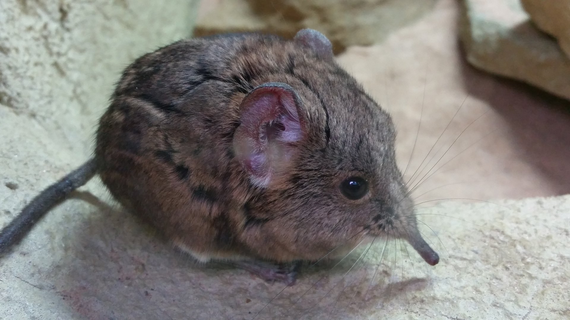 Short-Eared Sengi, August 2017