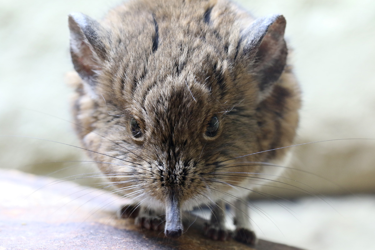 Short-eared Sengi / Elephant Shrew at Chester Zoo 27/10/18