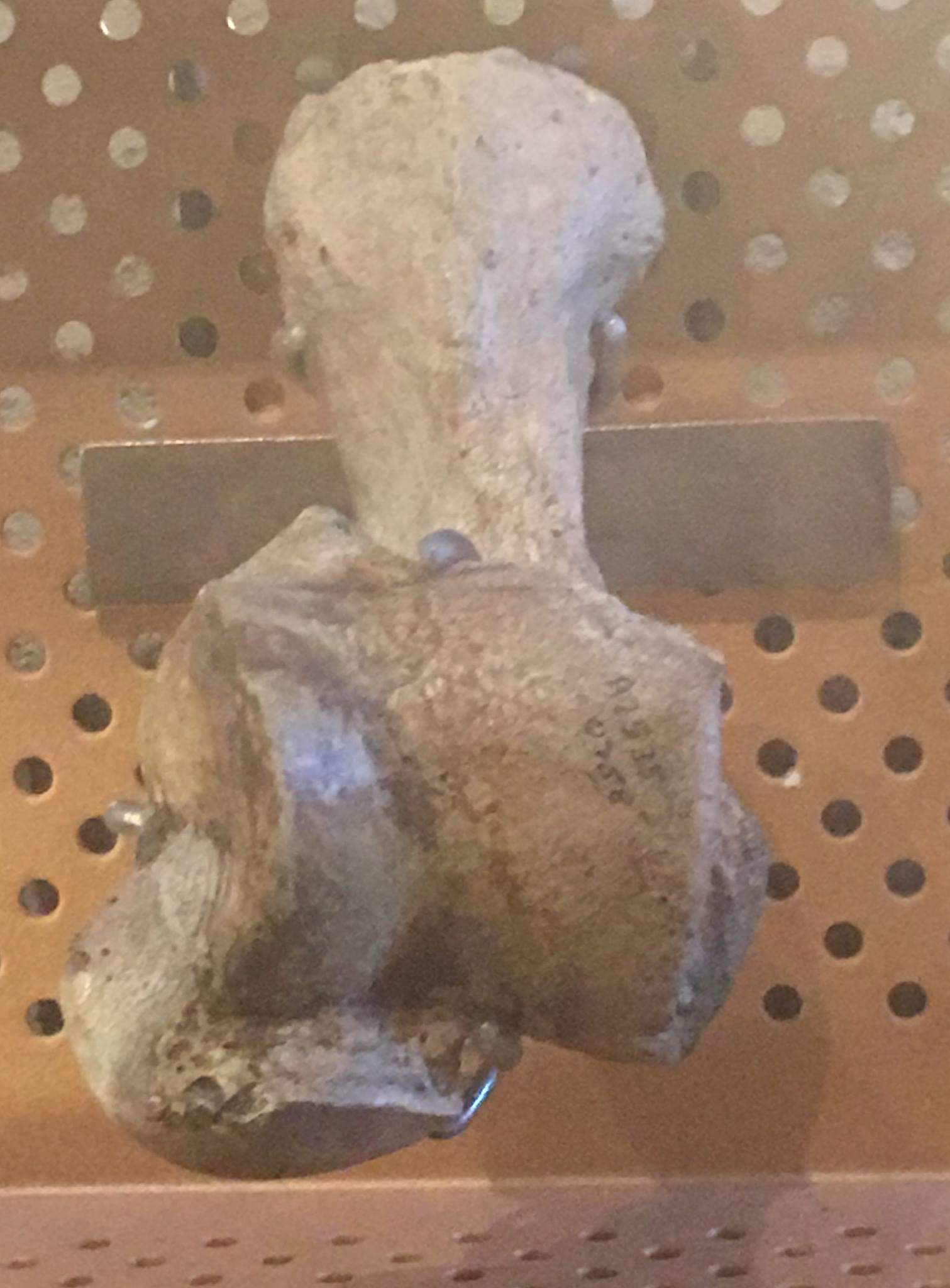 Short faced bear (Arctodus simus) ankle bones